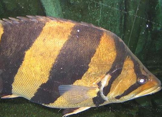 世界十大最好養(yǎng)的大型觀賞魚(yú),地圖魚(yú)不兇猛、七星刀魚(yú)生長(zhǎng)速度極快