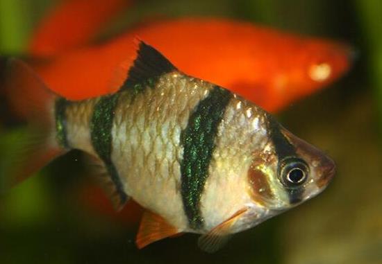 十大最好養(yǎng)的小型觀賞魚種類,孔雀魚活潑好動、吻鱸性情溫順