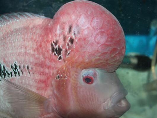 世界十大最好養(yǎng)的大型觀賞魚(yú),地圖魚(yú)不兇猛、七星刀魚(yú)生長(zhǎng)速度極快