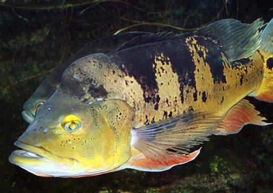 世界十大最好養(yǎng)的大型觀賞魚(yú),地圖魚(yú)不兇猛、七星刀魚(yú)生長(zhǎng)速度極快