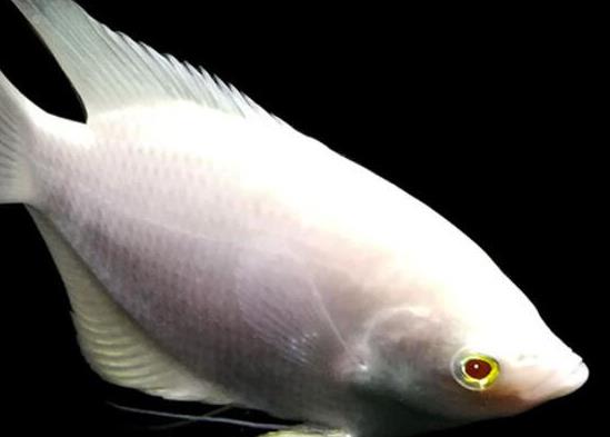 世界十大最好養(yǎng)的大型觀賞魚(yú),地圖魚(yú)不兇猛、七星刀魚(yú)生長(zhǎng)速度極快