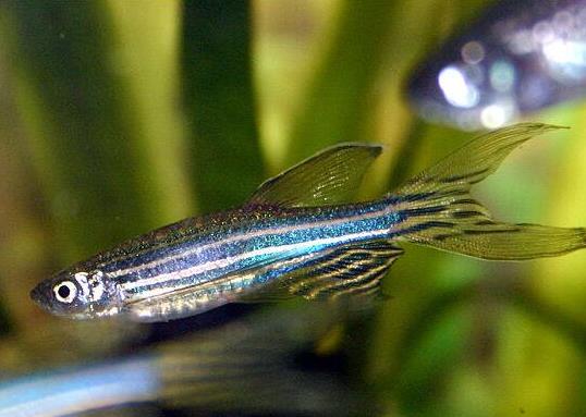 十大最好養(yǎng)的小型觀賞魚種類,孔雀魚活潑好動、吻鱸性情溫順