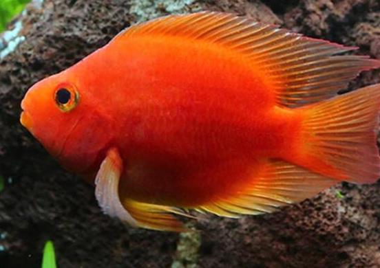 世界十大最好養(yǎng)的大型觀賞魚(yú),地圖魚(yú)不兇猛、七星刀魚(yú)生長(zhǎng)速度極快