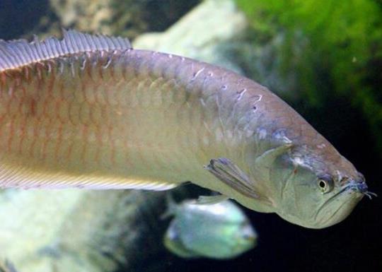 世界十大最好養(yǎng)的大型觀賞魚(yú),地圖魚(yú)不兇猛、七星刀魚(yú)生長(zhǎng)速度極快