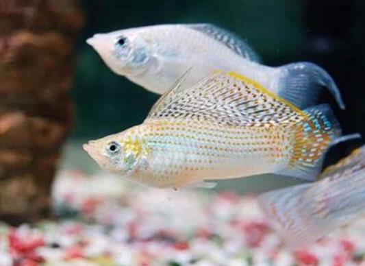 十大最好養(yǎng)的小型觀賞魚種類,孔雀魚活潑好動、吻鱸性情溫順