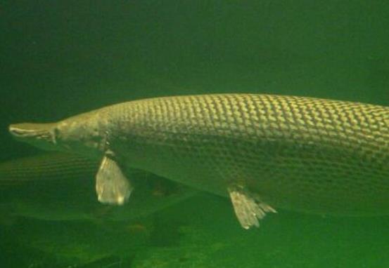 世界十大最好養(yǎng)的大型觀賞魚(yú),地圖魚(yú)不兇猛、七星刀魚(yú)生長(zhǎng)速度極快