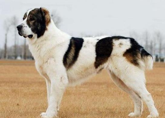 世界十大巨型犬種排名,中亞牧羊犬戰(zhàn)斗力強(qiáng)、高加索犬是犬中之王
