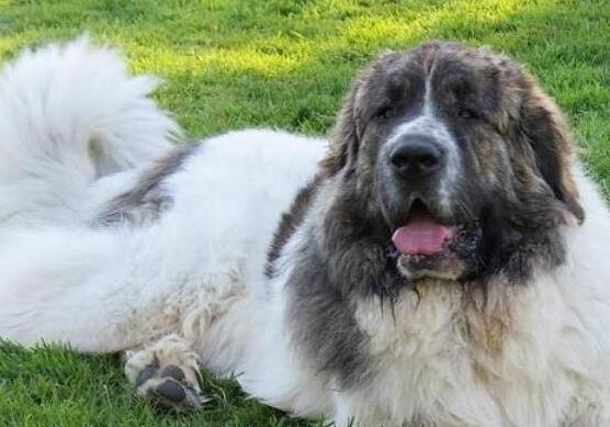 世界十大巨型犬種排名,中亞牧羊犬戰(zhàn)斗力強(qiáng)、高加索犬是犬中之王