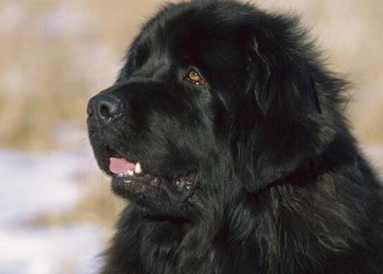 世界十大巨型犬種排名,中亞牧羊犬戰(zhàn)斗力強(qiáng)、高加索犬是犬中之王
