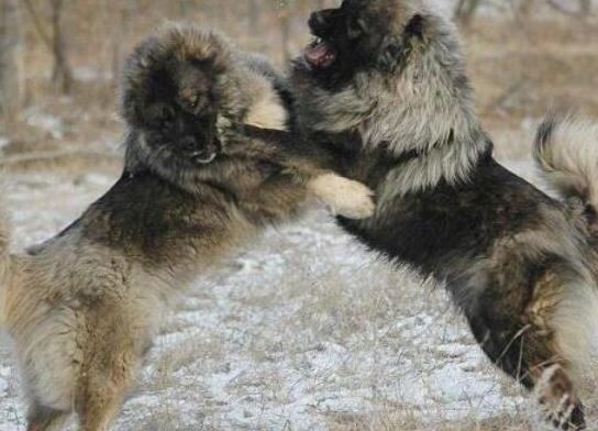 世界十大巨型犬種排名,中亞牧羊犬戰(zhàn)斗力強(qiáng)、高加索犬是犬中之王