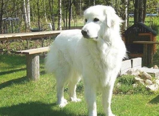 世界十大巨型犬種排名,中亞牧羊犬戰(zhàn)斗力強(qiáng)、高加索犬是犬中之王