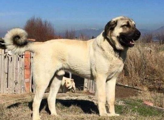 世界十大巨型犬種排名,中亞牧羊犬戰(zhàn)斗力強(qiáng)、高加索犬是犬中之王