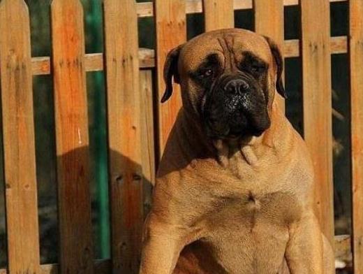 世界十大巨型犬種排名,中亞牧羊犬戰(zhàn)斗力強(qiáng)、高加索犬是犬中之王
