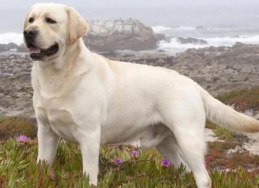 十大智商最高的狗排名,邊境牧羊犬非常忠誠(chéng)、貴賓犬氣質(zhì)獨(dú)特