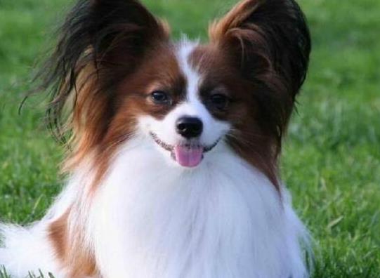 十大智商最高的狗排名,邊境牧羊犬非常忠誠(chéng)、貴賓犬氣質(zhì)獨(dú)特