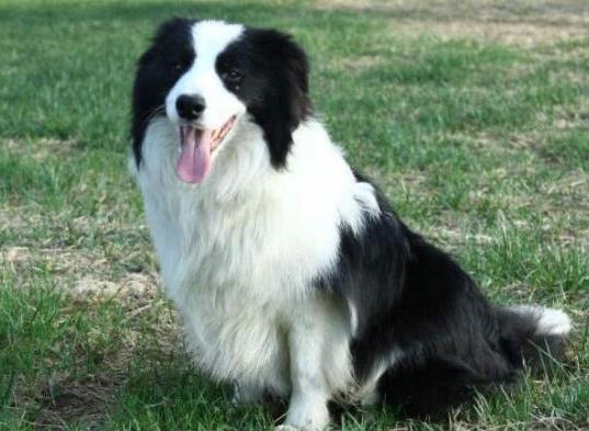 十大智商最高的狗排名,邊境牧羊犬非常忠誠(chéng)、貴賓犬氣質(zhì)獨(dú)特
