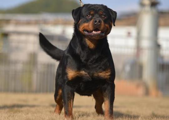 十大智商最高的狗排名,邊境牧羊犬非常忠誠(chéng)、貴賓犬氣質(zhì)獨(dú)特