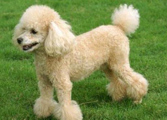 十大智商最高的狗排名,邊境牧羊犬非常忠誠(chéng)、貴賓犬氣質(zhì)獨(dú)特