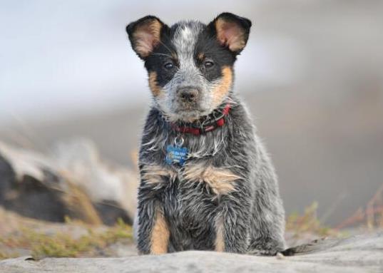 十大智商最高的狗排名,邊境牧羊犬非常忠誠(chéng)、貴賓犬氣質(zhì)獨(dú)特