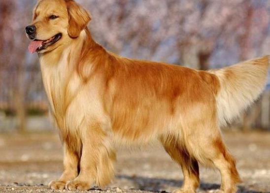 十大智商最高的狗排名,邊境牧羊犬非常忠誠(chéng)、貴賓犬氣質(zhì)獨(dú)特