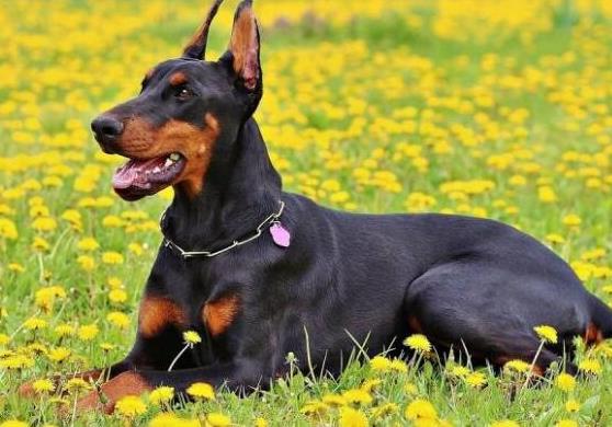 十大智商最高的狗排名,邊境牧羊犬非常忠誠(chéng)、貴賓犬氣質(zhì)獨(dú)特