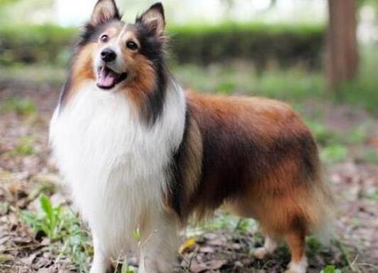 十大智商最高的狗排名,邊境牧羊犬非常忠誠(chéng)、貴賓犬氣質(zhì)獨(dú)特