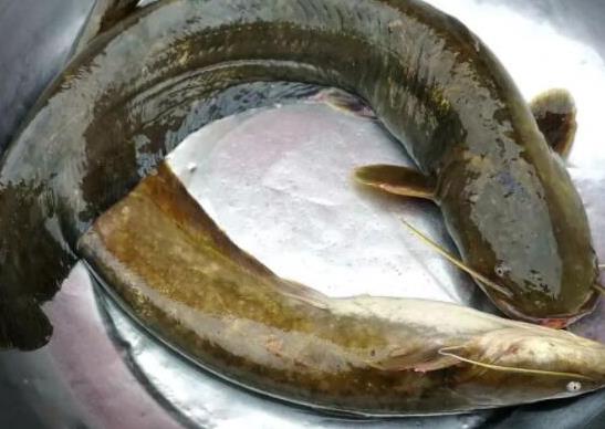 中國最常吃的十種淡水魚,草魚能開胃滋補(bǔ)、鯖魚魚肉堅(jiān)實(shí)