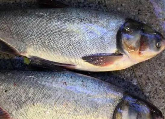 中國最常吃的十種淡水魚,草魚能開胃滋補(bǔ)、鯖魚魚肉堅(jiān)實(shí)