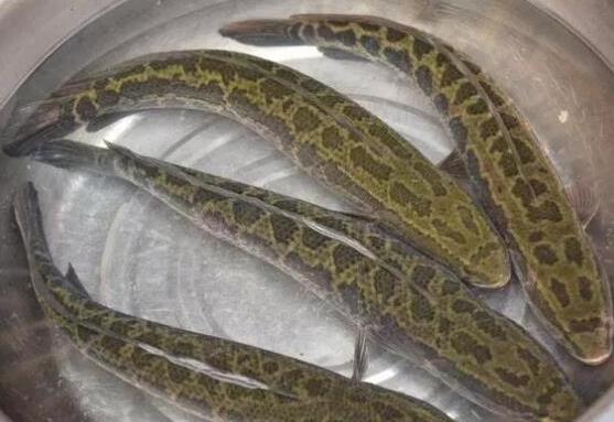 中國最常吃的十種淡水魚,草魚能開胃滋補(bǔ)、鯖魚魚肉堅(jiān)實(shí)