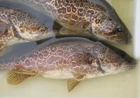 中國最常吃的十種淡水魚,草魚能開胃滋補(bǔ)、鯖魚魚肉堅(jiān)實(shí)