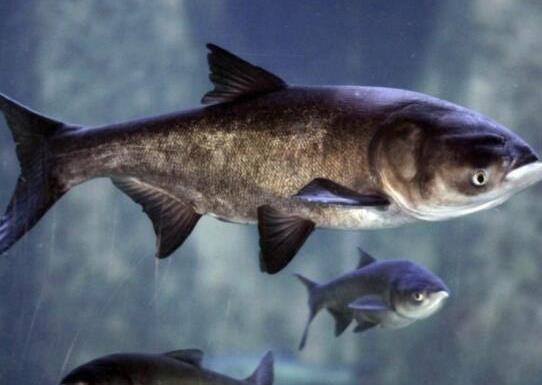 中國最常吃的十種淡水魚,草魚能開胃滋補(bǔ)、鯖魚魚肉堅(jiān)實(shí)