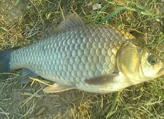中國最常吃的十種淡水魚,草魚能開胃滋補(bǔ)、鯖魚魚肉堅(jiān)實(shí)