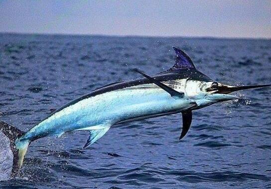 世界十大游速最快的魚,印度槍魚體內(nèi)脂肪含量高、旗魚生性勇猛