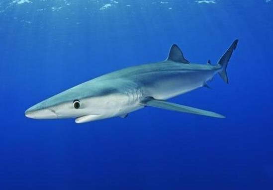 世界十大游速最快的魚,印度槍魚體內(nèi)脂肪含量高、旗魚生性勇猛