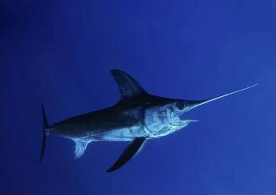 世界十大游速最快的魚,印度槍魚體內(nèi)脂肪含量高、旗魚生性勇猛