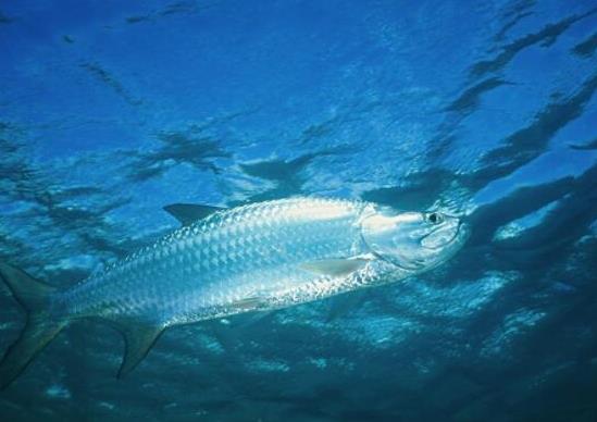 世界十大游速最快的魚,印度槍魚體內(nèi)脂肪含量高、旗魚生性勇猛