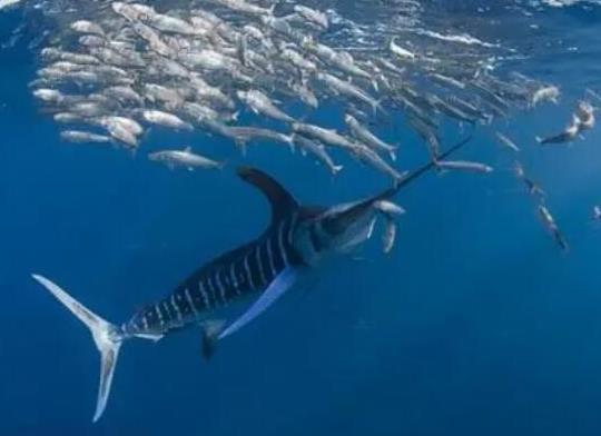 世界十大游速最快的魚,印度槍魚體內(nèi)脂肪含量高、旗魚生性勇猛