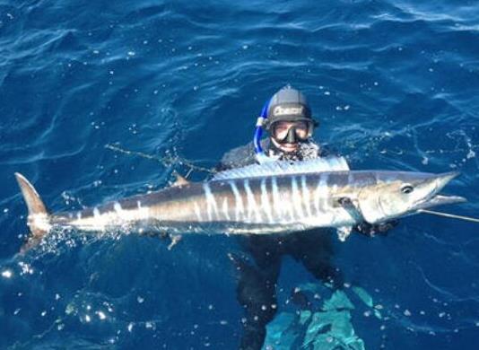 世界十大游速最快的魚,印度槍魚體內(nèi)脂肪含量高、旗魚生性勇猛