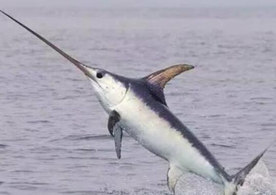 世界十大游速最快的魚,印度槍魚體內(nèi)脂肪含量高、旗魚生性勇猛
