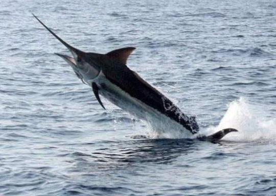 世界十大游速最快的魚,印度槍魚體內(nèi)脂肪含量高、旗魚生性勇猛