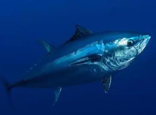 世界十大游速最快的魚,印度槍魚體內(nèi)脂肪含量高、旗魚生性勇猛
