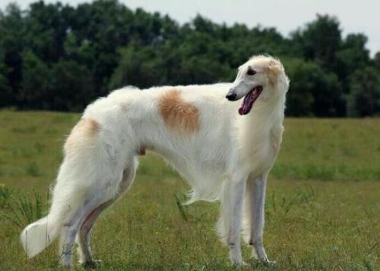世界十大最好的狩獵犬,俄羅斯獵狼犬、阿富汗獵犬狩獵能力都很好