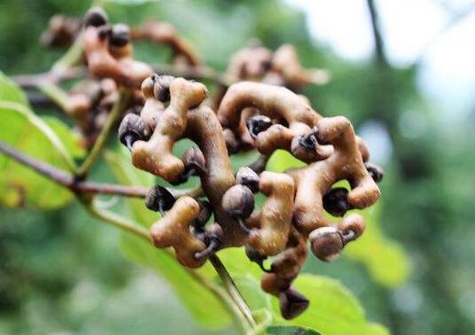 世界名字最奇葩的十大水果,蛋黃果能鎮(zhèn)靜止痛、菠蘿莓備受時(shí)尚界寵愛(ài)