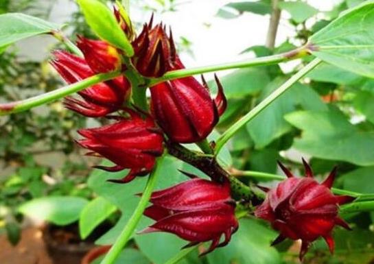 世界名字最奇葩的十大水果,蛋黃果能鎮(zhèn)靜止痛、菠蘿莓備受時(shí)尚界寵愛(ài)
