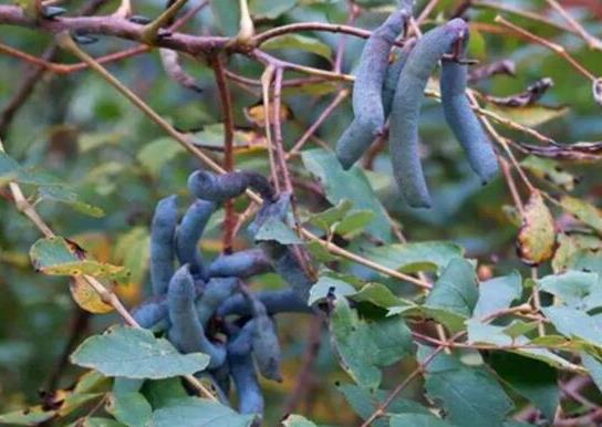 世界名字最奇葩的十大水果,蛋黃果能鎮(zhèn)靜止痛、菠蘿莓備受時(shí)尚界寵愛(ài)