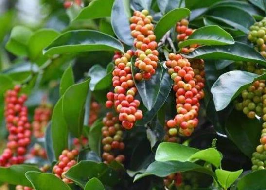 世界名字最奇葩的十大水果,蛋黃果能鎮(zhèn)靜止痛、菠蘿莓備受時(shí)尚界寵愛(ài)