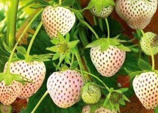 世界名字最奇葩的十大水果,蛋黃果能鎮(zhèn)靜止痛、菠蘿莓備受時(shí)尚界寵愛(ài)