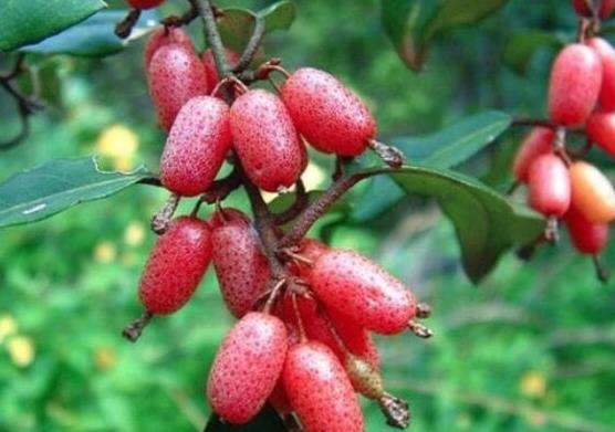 世界名字最奇葩的十大水果,蛋黃果能鎮(zhèn)靜止痛、菠蘿莓備受時(shí)尚界寵愛(ài)