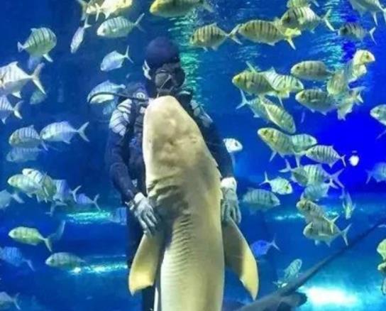 蘇州十大主題公園排行榜,蘇州樂園森林世界、蘇州海洋館讓你享受快樂