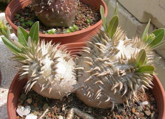 十大名貴多肉植物排行榜,霓虹燈玉露晶瑩剔透、玉扇對環(huán)境要求高